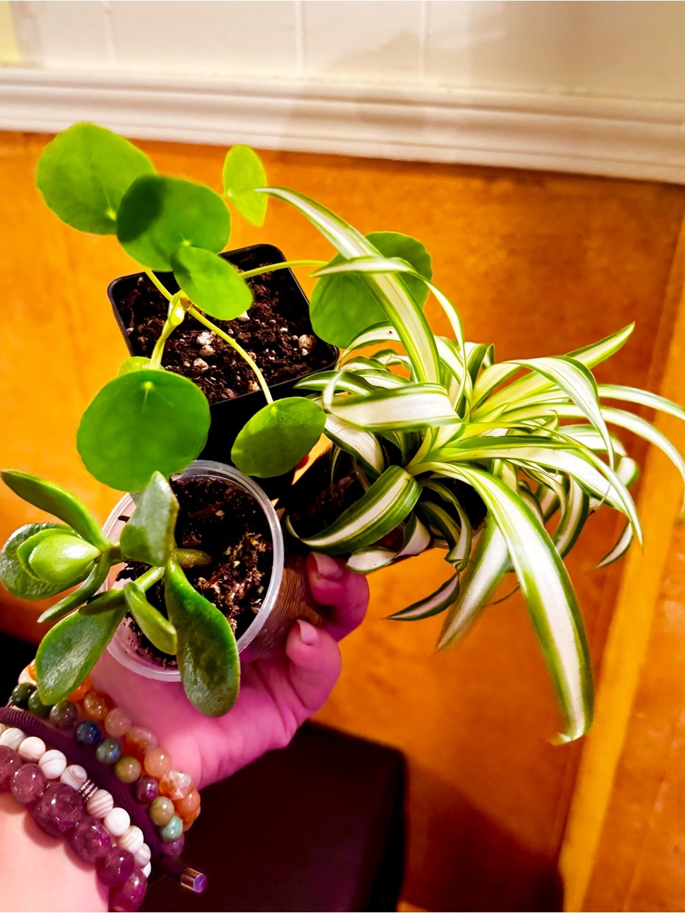 Small Pack Assorted Plants